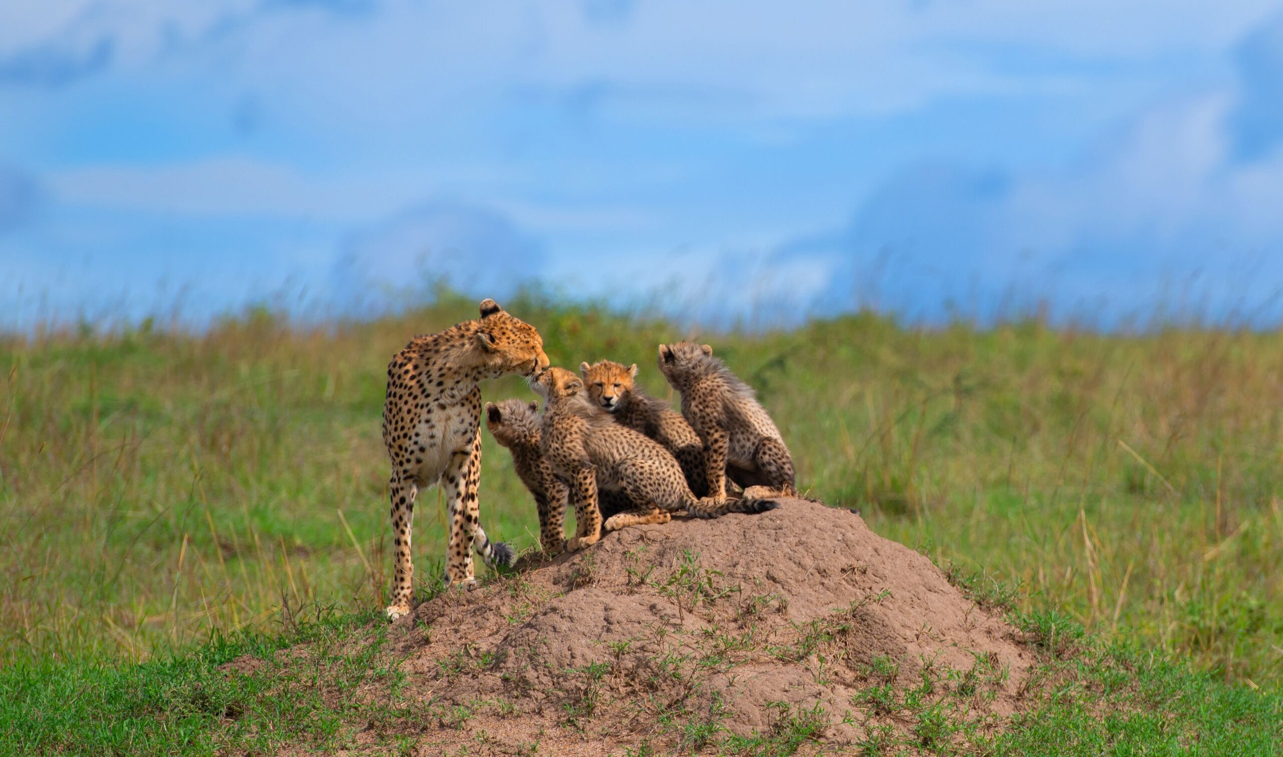 Cheetah