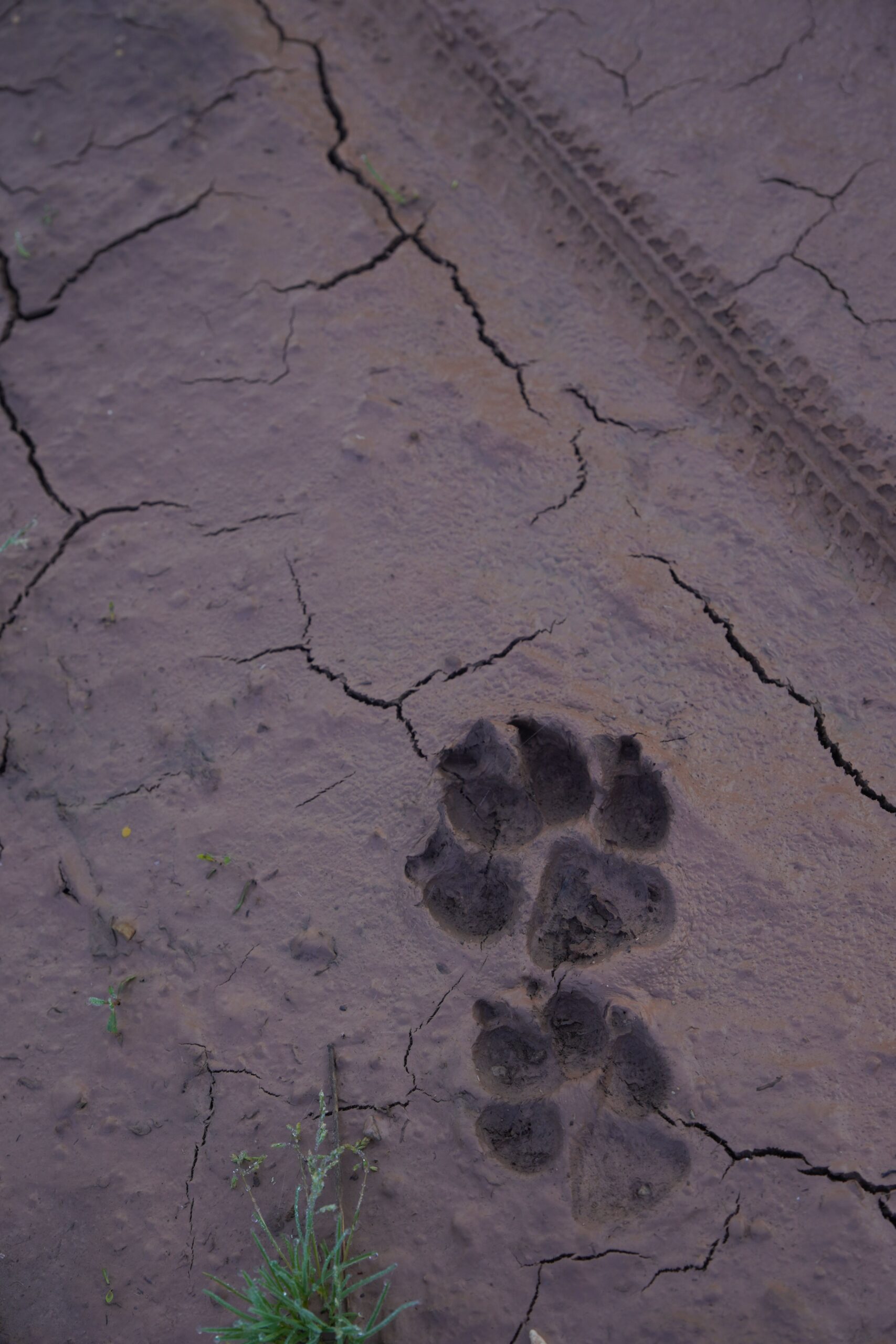 Animal Track Spoor