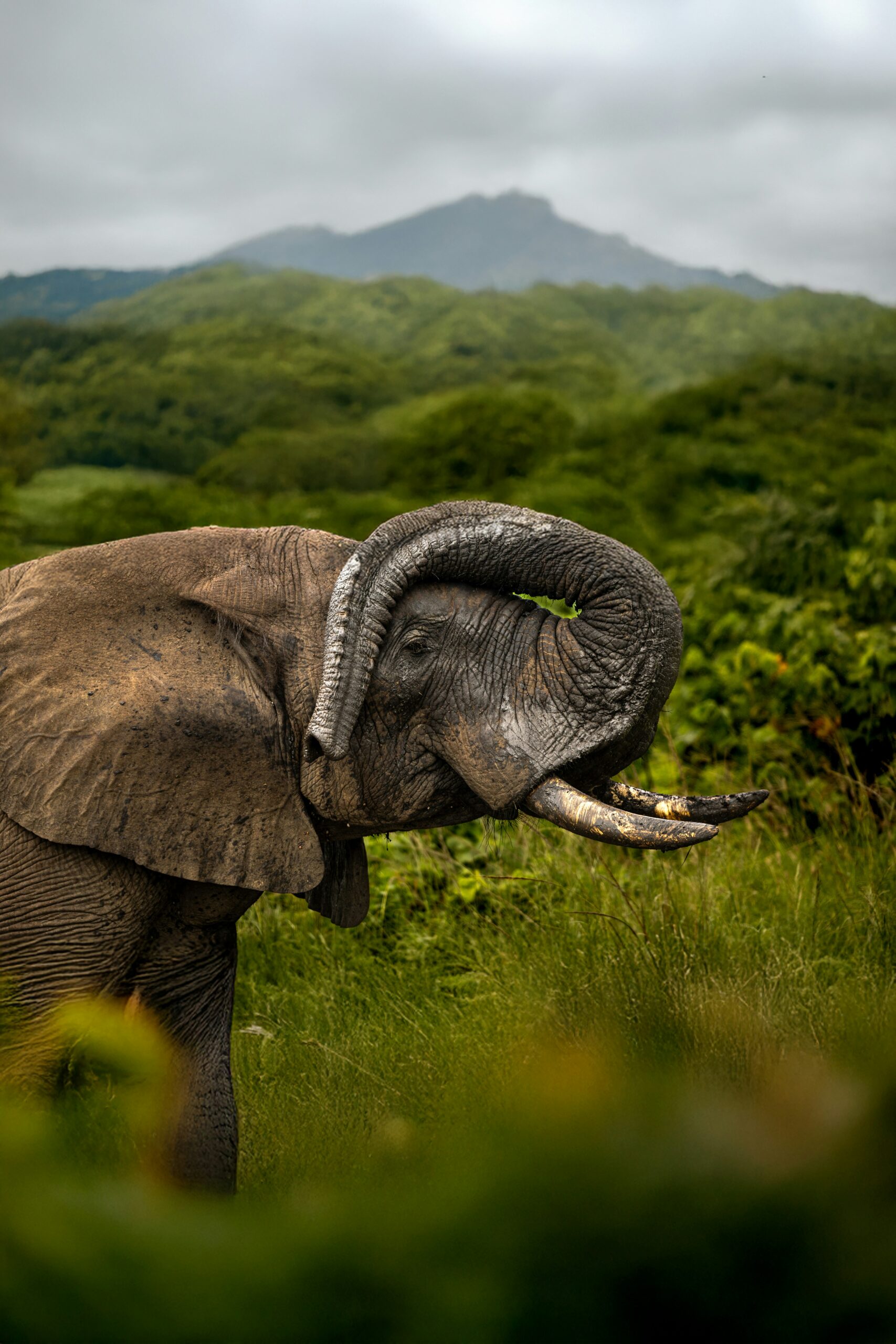 African Elephant